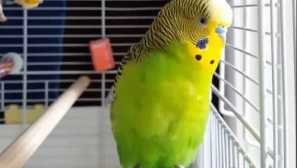 Chcete-li opravit známky své dcery, koupili jsme papoušek